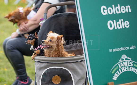 Scruffts @ Hylands Park 5th May 2024-076