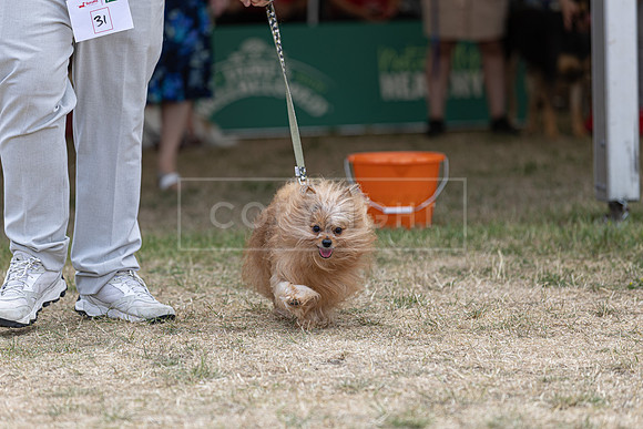 Scruffts Heat @ Windsor 29th June 2025-17