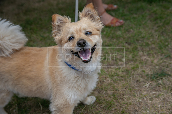 Scruffts Heat @ Windsor 29th June 2025-34