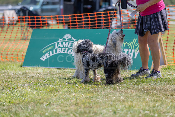 Scruffts heat @ Wadebridge 13th July 2025-86