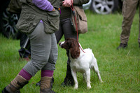 Open Spaniel-020
