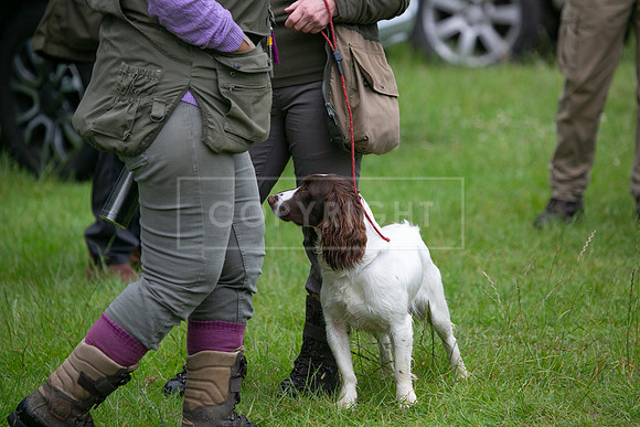Open Spaniel-020