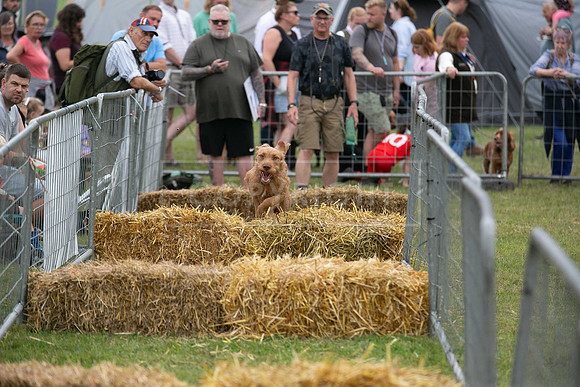 Jixenwell Scurry @ Sandringham 2024-016