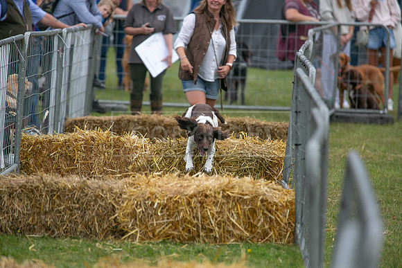 Jixenwell Scurry @ Sandringham 2024-002
