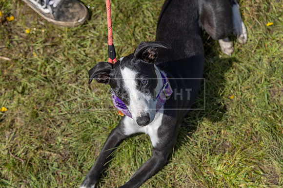 Scruffts @ Hylands Park 5th May 2024-054
