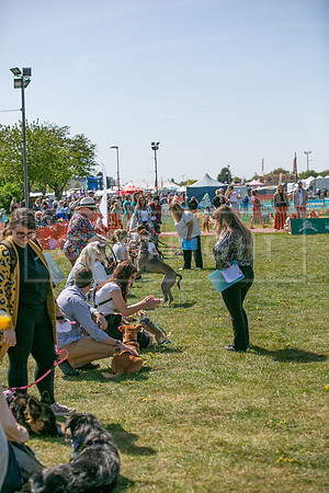 Scruffts @ Newark 27th April 2025-62