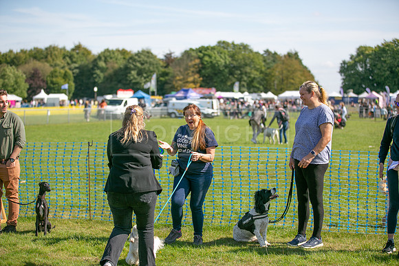 Scruffts Family Crossbreed of the Year competition, Detling, 15th Sept 2024-018