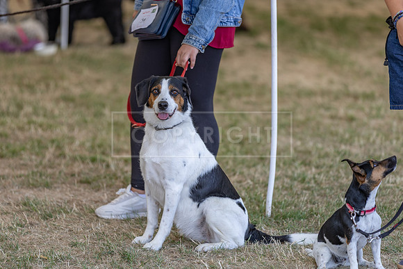 Scruffts Heat @ Windsor 29th June 2025-48