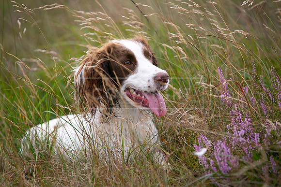 Upperwood 19th  Aug-113