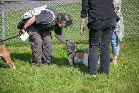 Scruffts Family Crossbreed of the Year competition, Detling, 15th Sept 2024-007