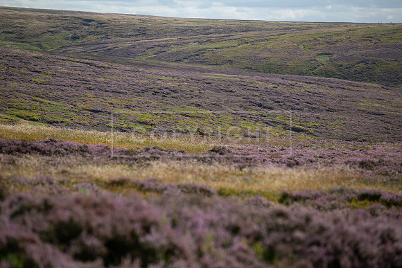 Upperwood 19th  Aug-363