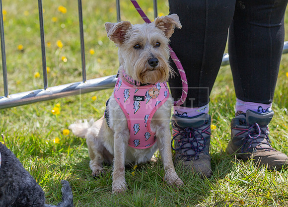 Scruffts @ Hylands Park 5th May 2024-044