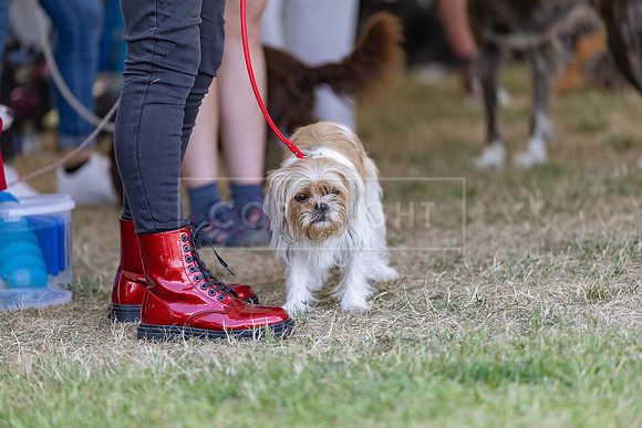 Scruffts Heat @ Windsor 29th June 2025-63
