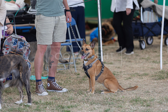 Scruffts Heat @ Windsor 29th June 2025-47