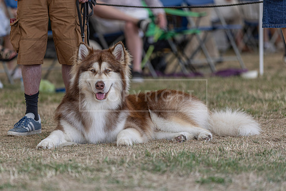 Scruffts Heat @ Windsor 29th June 2025-33