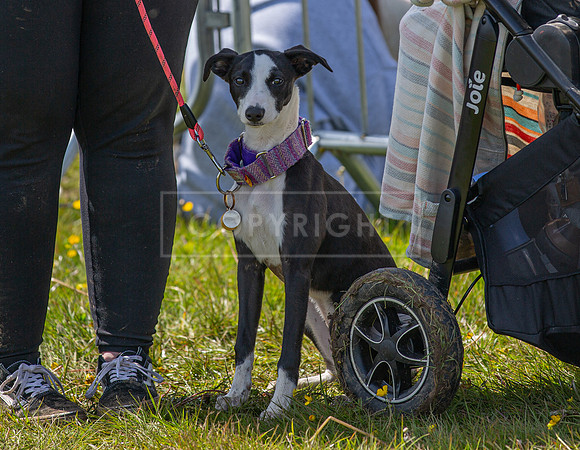 Scruffts @ Hylands Park 5th May 2024-057