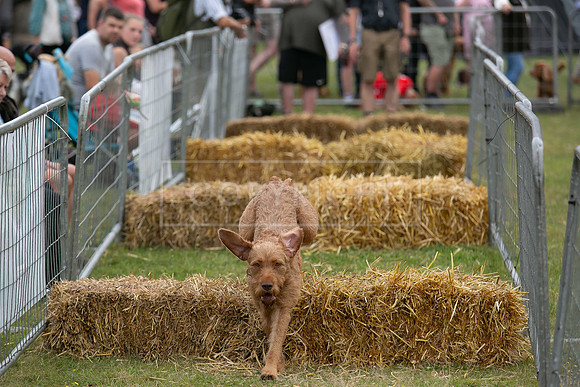Jixenwell Scurry @ Sandringham 2024-013