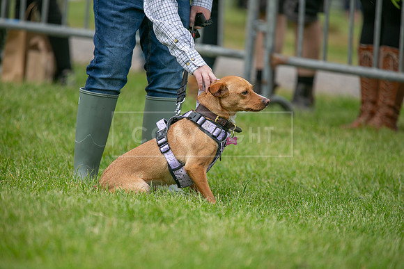Scruffts Heat @ Shrewsbury 24th May 2025-50