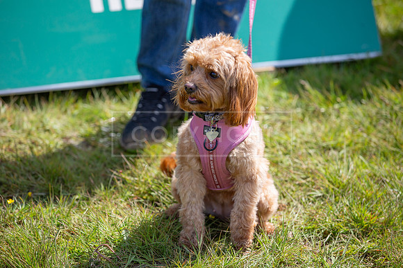 Scruffts @ Hylands Park 5th May 2024-039