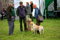 Open Spaniel-004