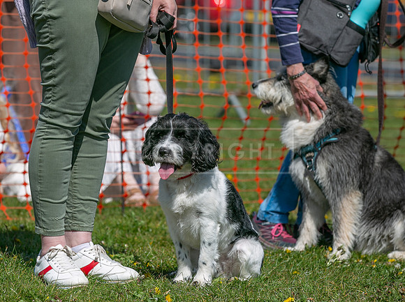 Scruffts @ Newark 27th April 2025-11