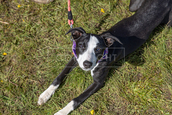 Scruffts @ Hylands Park 5th May 2024-051