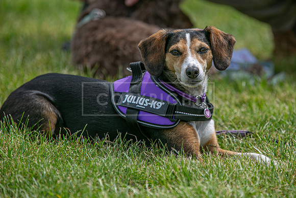 Scruffts Heat @ Shrewsbury 24th May 2025-57