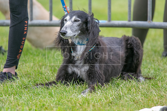 Scruffts Heat @ Shrewsbury 24th May 2025-82