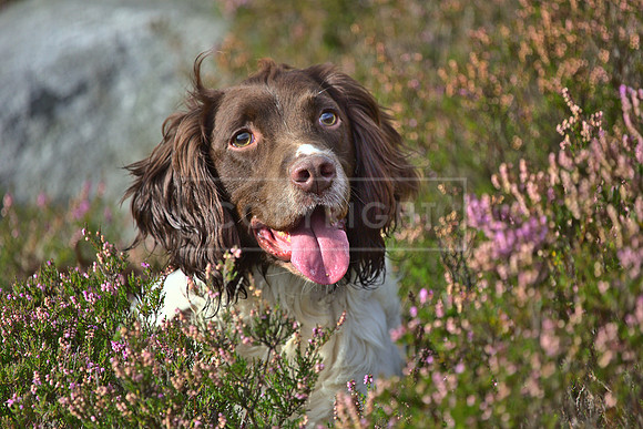 Gundogs-68