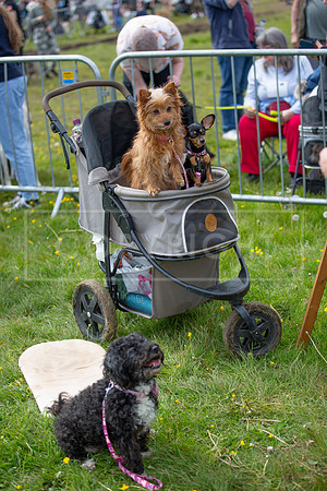 Scruffts @ Hylands Park 5th May 2024-080