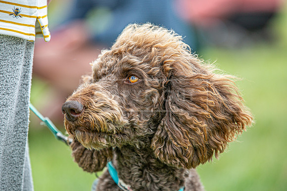 Scruffts Heat @ Shrewsbury 24th May 2025-100
