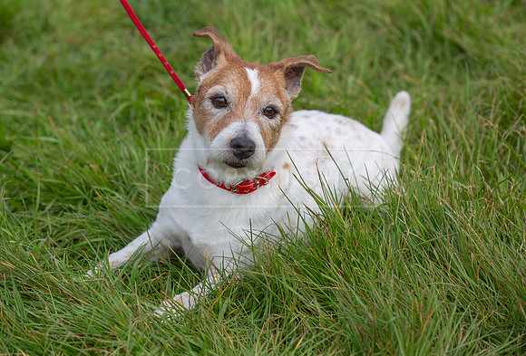 Scruffts @ Hylands Park 5th May 2024-071