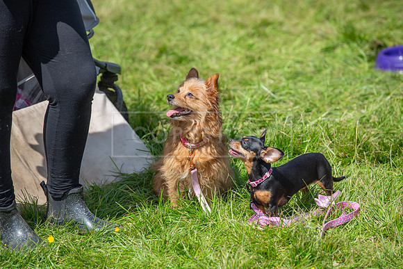 Scruffts @ Hylands Park 5th May 2024-055