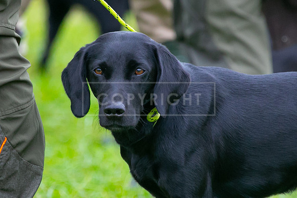 Open Spaniel-007