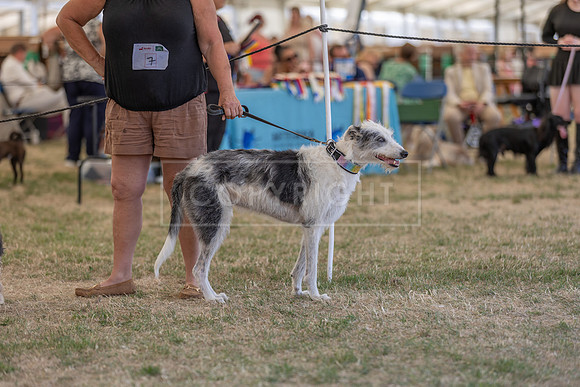 Scruffts Heat @ Windsor 29th June 2025-103