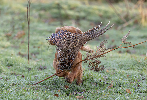 Cocker Championship 2025-080