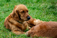 Open Spaniel-006