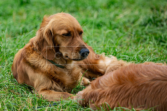 Open Spaniel-006
