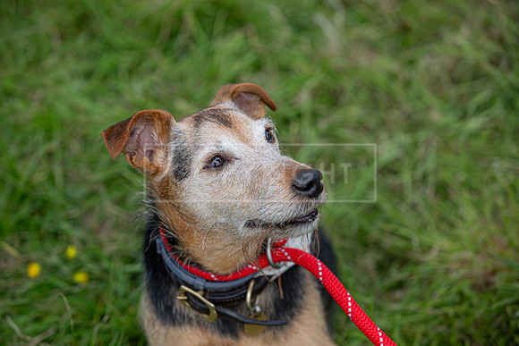 Scruffts @ Hylands Park 5th May 2024-073