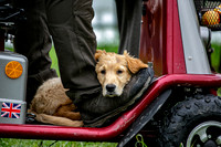 Open Spaniel-011