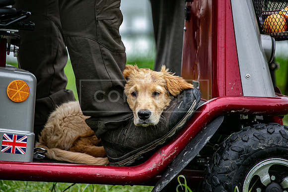 Open Spaniel-011
