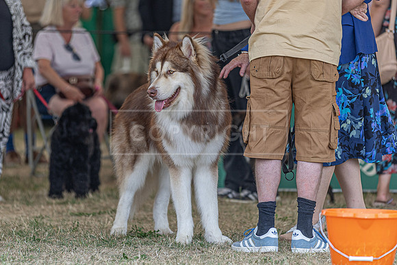 Scruffts Heat @ Windsor 29th June 2025-22