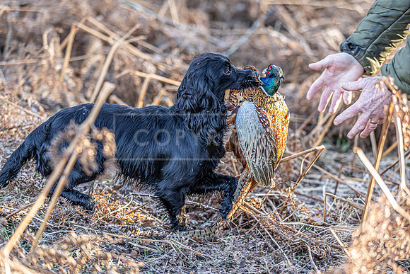 Cocker Championship 2025-111