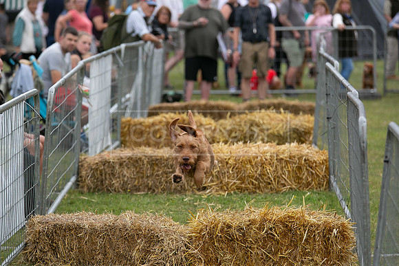 Jixenwell Scurry @ Sandringham 2024-012