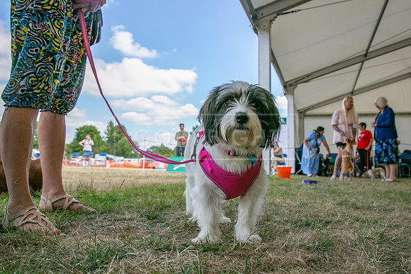 Scruffts Heat @ Windsor 29th June 2025-62
