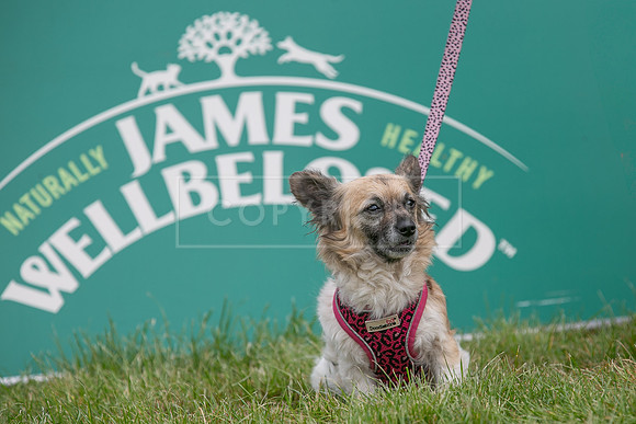 Scruffts Heat @ Shrewsbury 24th May 2025-46