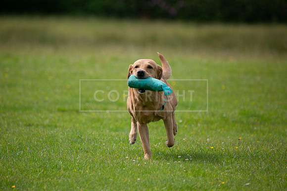 Int Retriever Day 1 -085